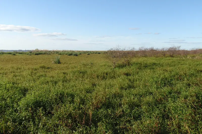 A marsh of floating vegetation and water plants in the Iberá wetlands