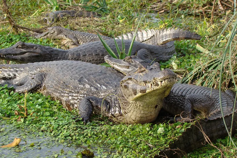 A yacaré caiman resting on the bank in the Iberá wetlands