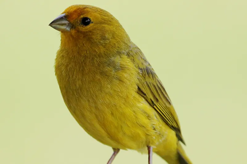 A saffron finch perched among reeds in the Iberá wetlands