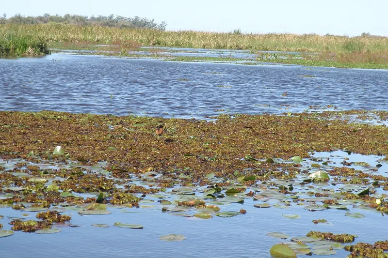 A calm lagoon covered with aquatic plants in the Esteros del Iberá wetlands