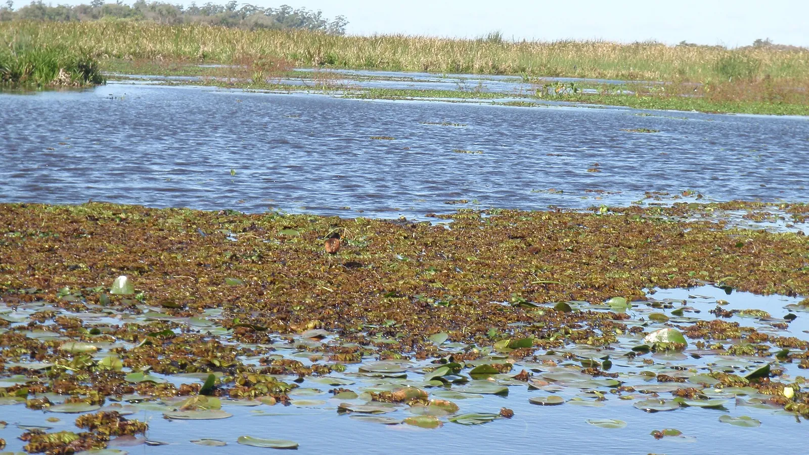 A calm lagoon covered with aquatic plants in the Esteros del Iberá wetlands