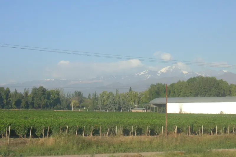 Rows of grapevines with the snow-capped Andes rising behind them near Mendoza