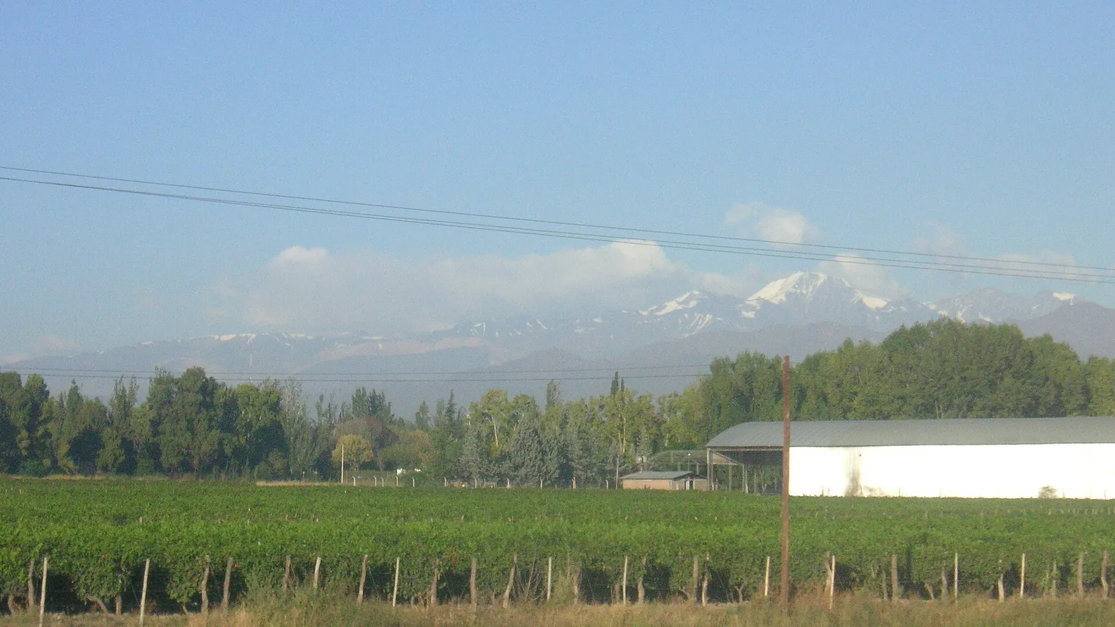 Rows of grapevines with the snow-capped Andes rising behind them near Mendoza