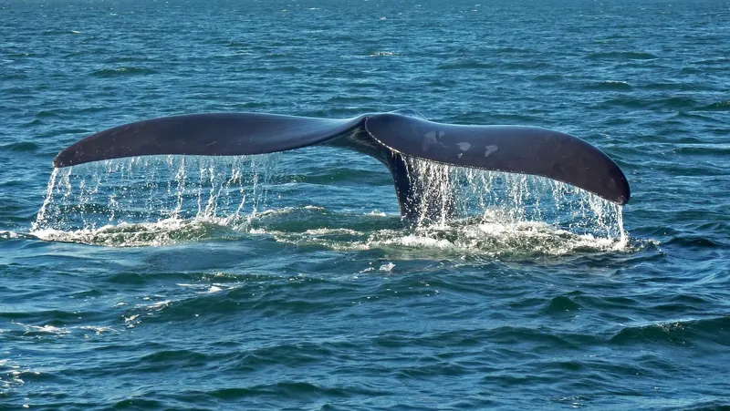 The tail of a southern right whale rising above the water