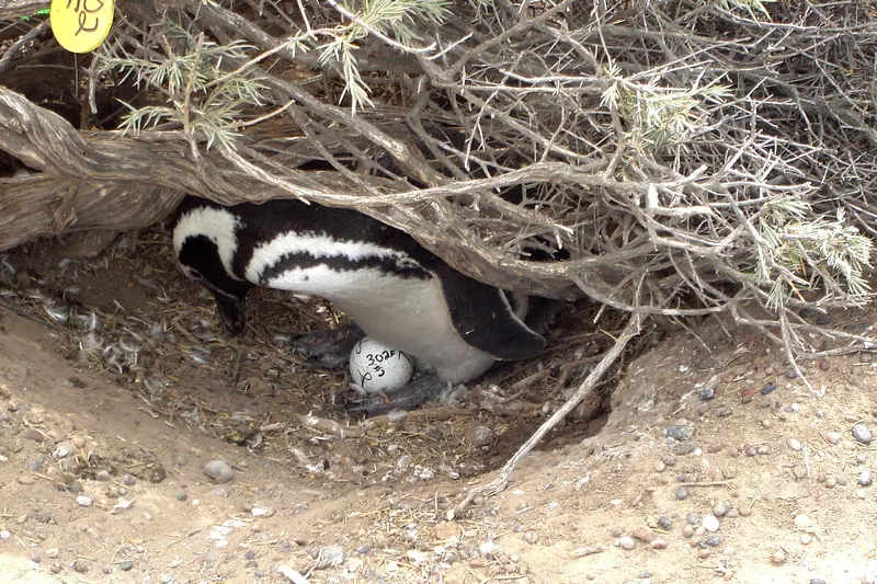 A large colony of Magellanic penguins at Punta Tombo