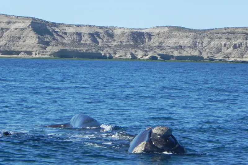 A southern right whale swimming near the surface off Península Valdés