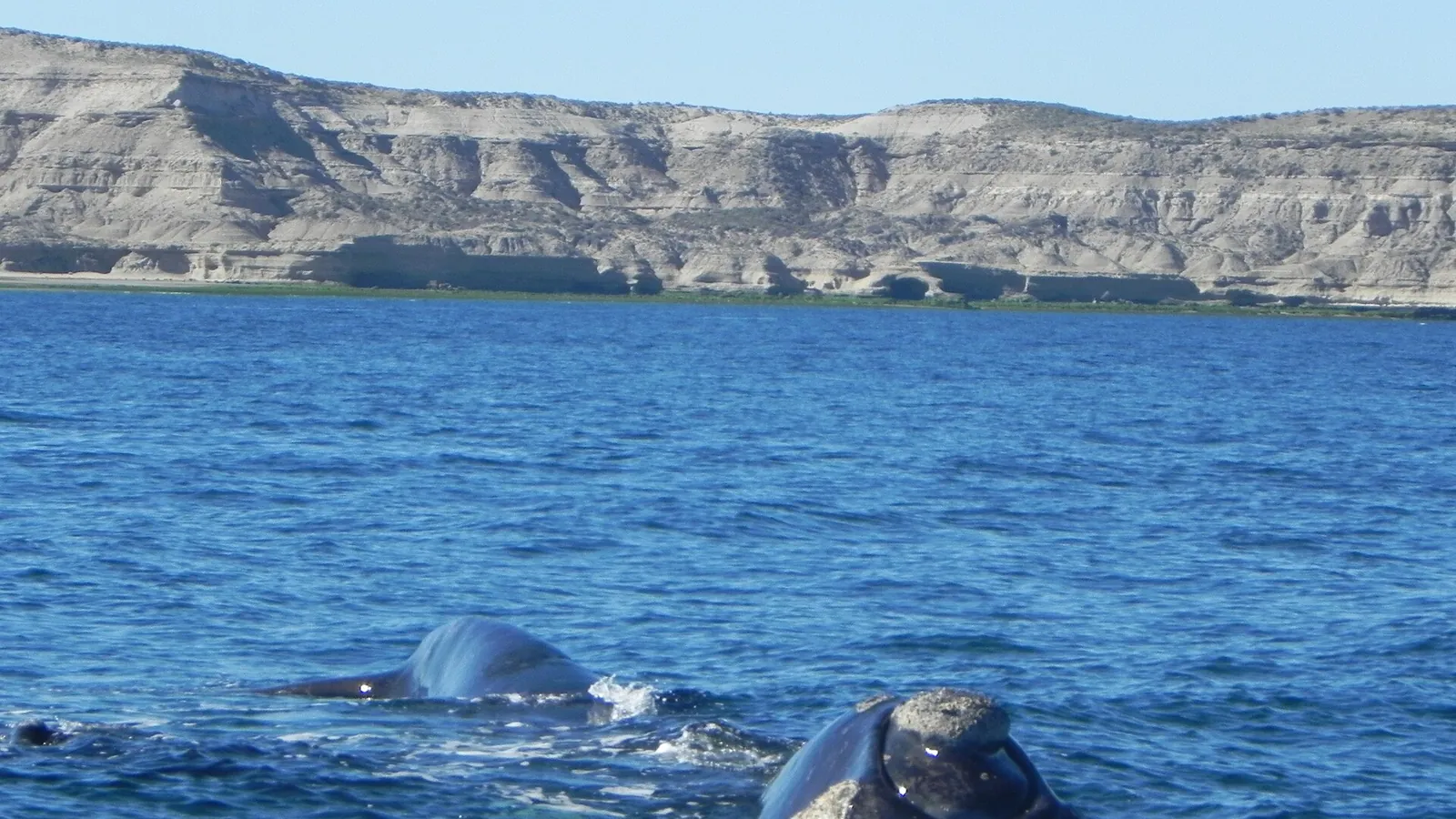 A southern right whale swimming near the surface off Península Valdés