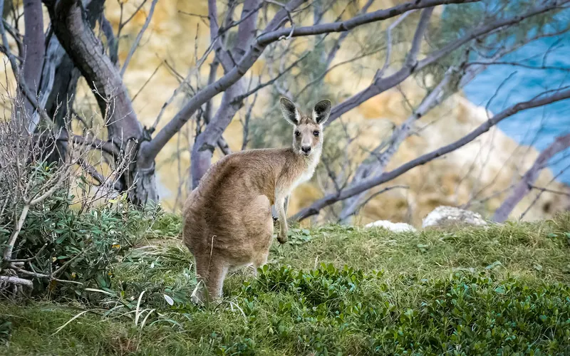 A kangaroo standing in dry grass in the Australian bush