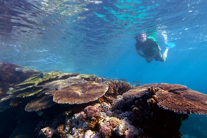 A snorkeller swimming above coral on the Great Barrier Reef