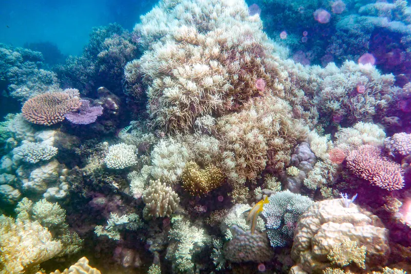 Colourful corals on a reef in the Great Barrier Reef