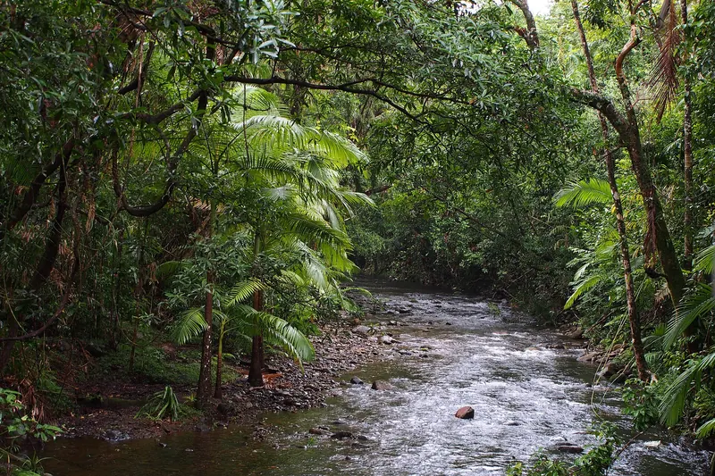 Dense green rainforest of the Daintree in Far North Queensland