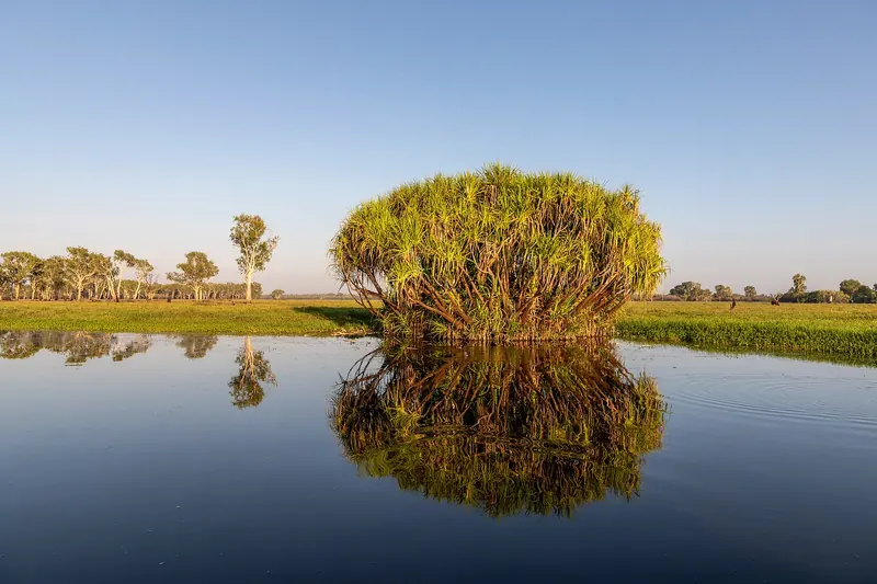 The Yellow Water billabong at Kakadu National Park with wetlands and water lilies