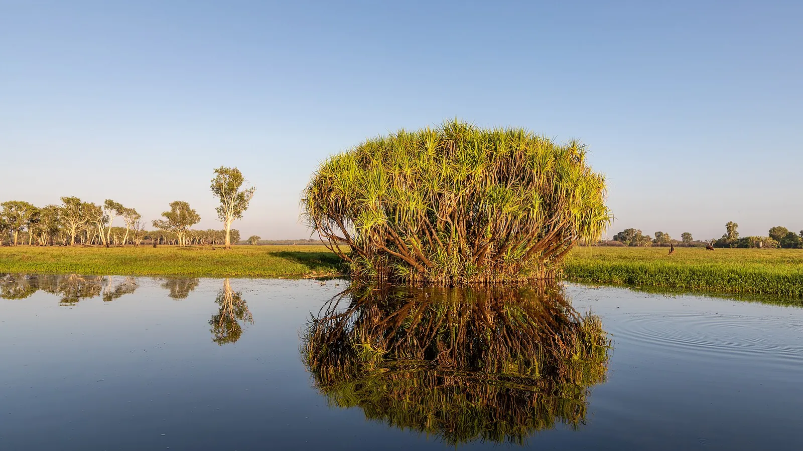 The Yellow Water billabong at Kakadu National Park with wetlands and water lilies