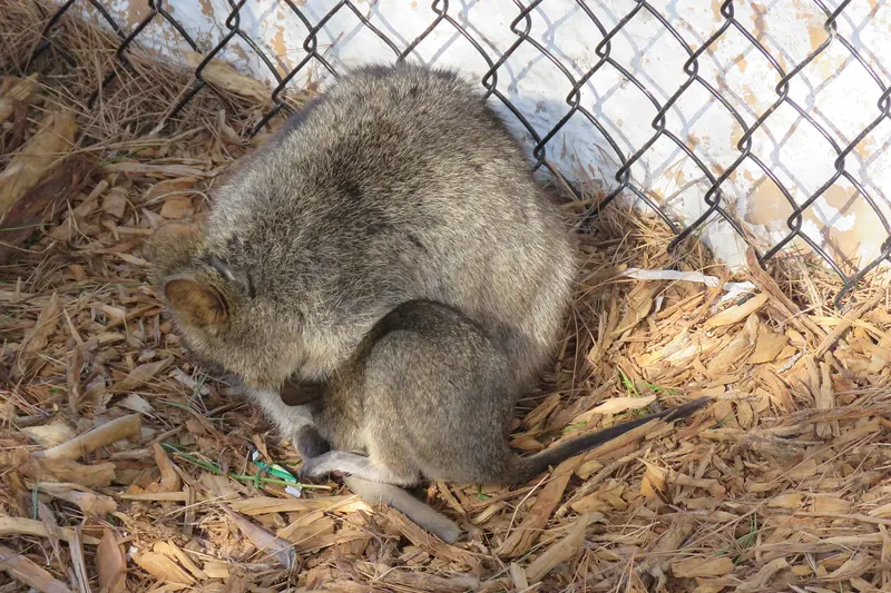A quokka with a joey on Rottnest Island