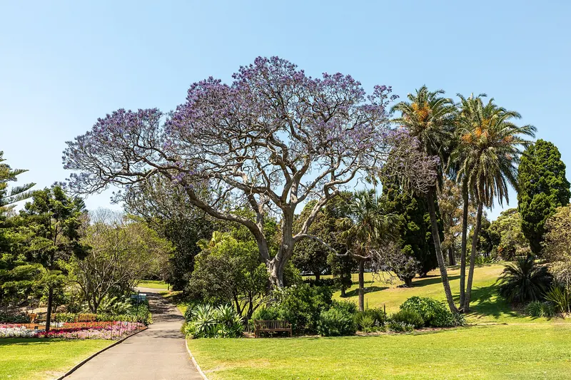 Lawns and trees in the Royal Botanic Garden beside Sydney Harbour