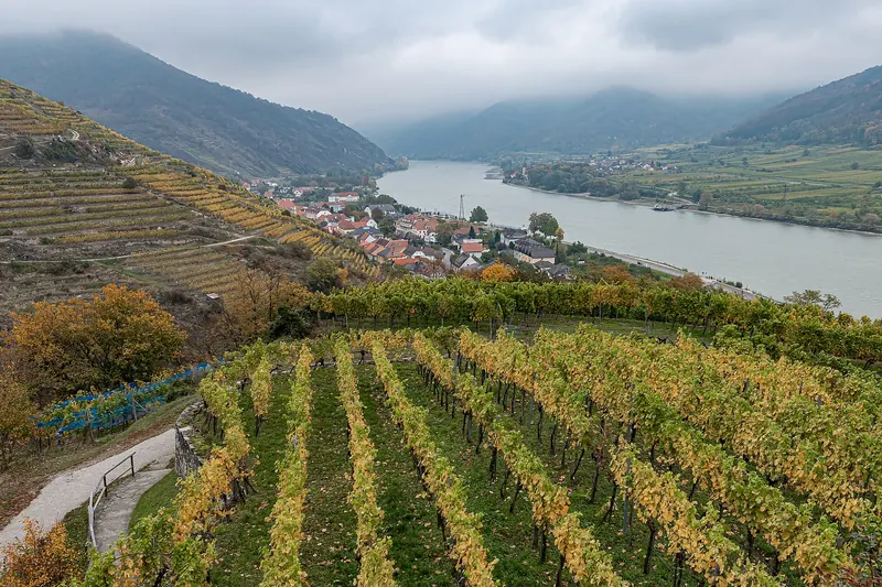 Vineyard terraces above the Danube in Austria's Wachau Valley