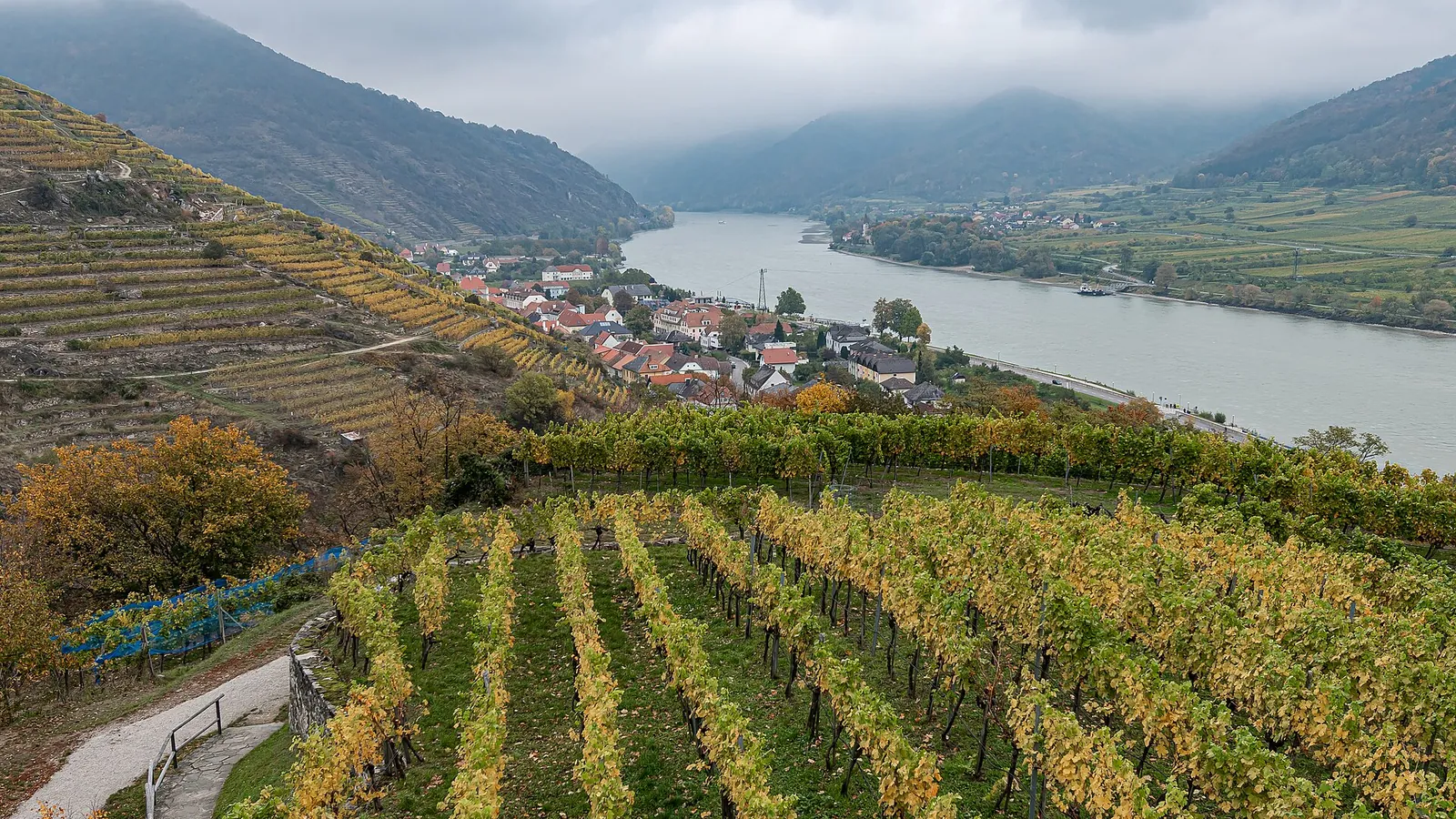 Vineyard terraces above the Danube in Austria's Wachau Valley