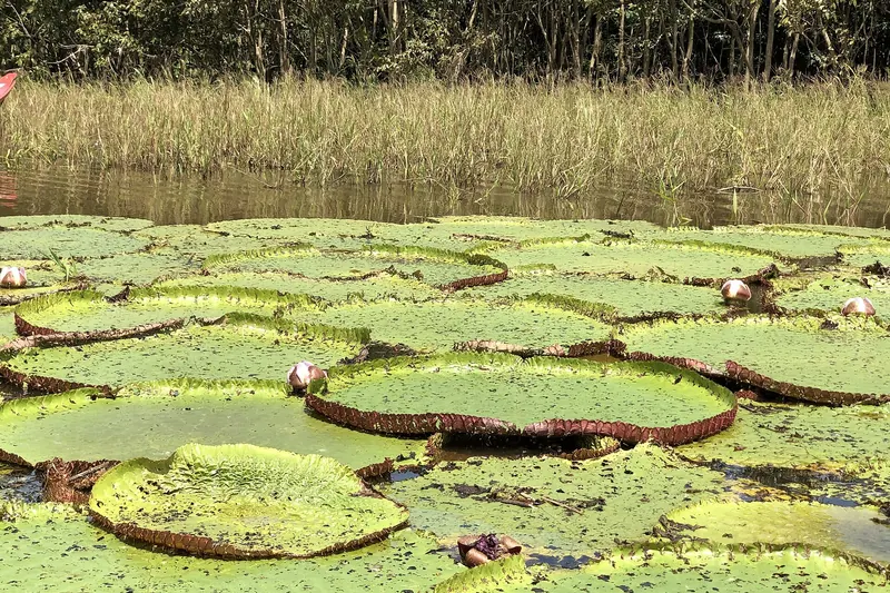 Giant Victoria amazonica water lilies floating on a lake near Manaus