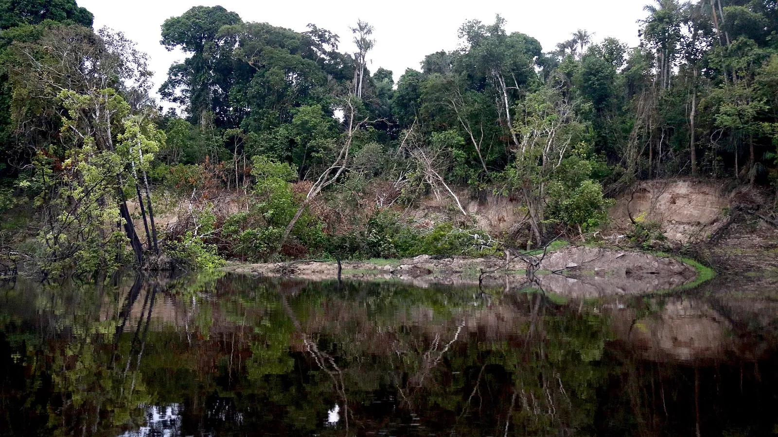 The forested islands of the Anavilhanas archipelago in the Rio Negro