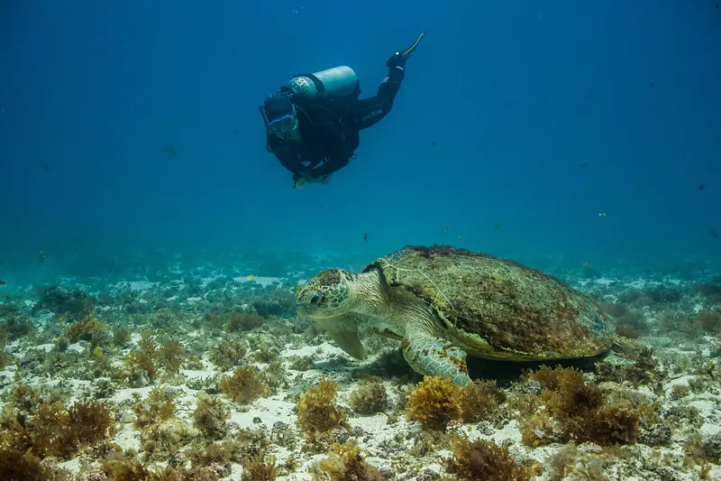 A green sea turtle swimming over the reef at Fernando de Noronha