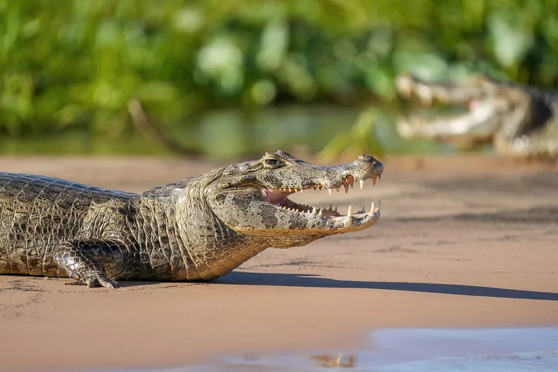 A yacaré caiman sunbathing on the bank of a river in the Pantanal