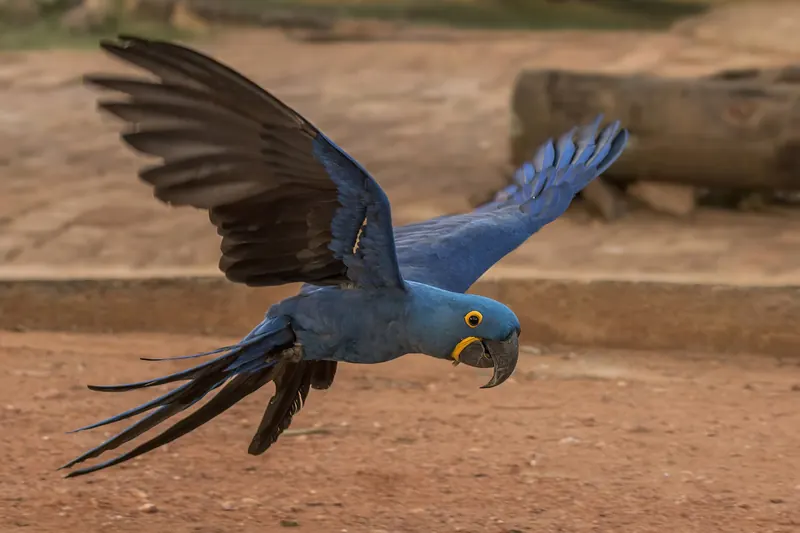 A hyacinth macaw with bright blue feathers in flight