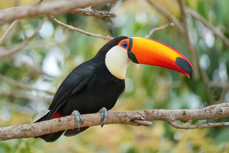 A toco toucan with a large orange bill perched on a branch