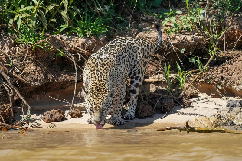 A jaguar drinking at the edge of a river in the northern Pantanal