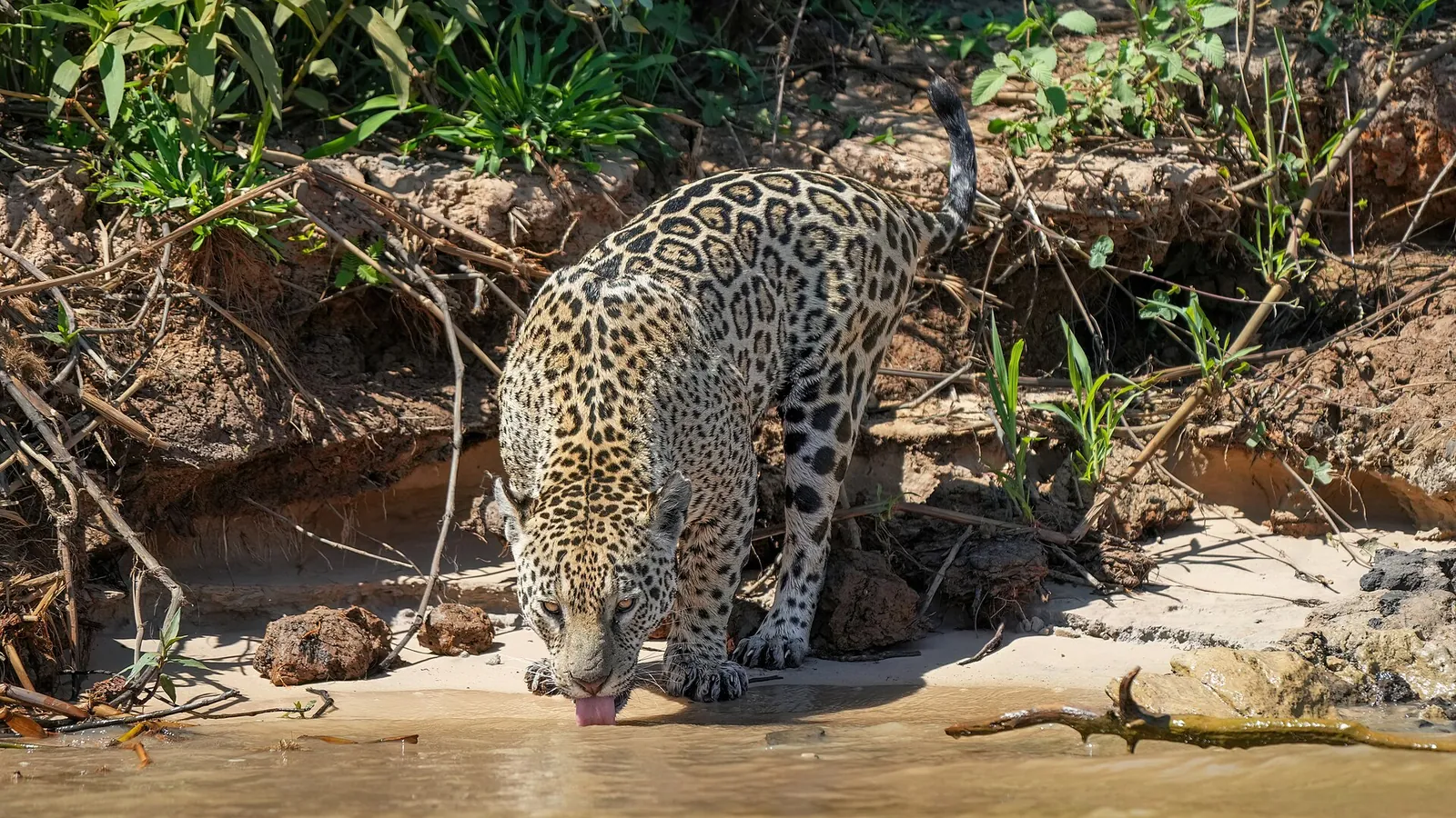 A jaguar drinking at the edge of a river in the northern Pantanal