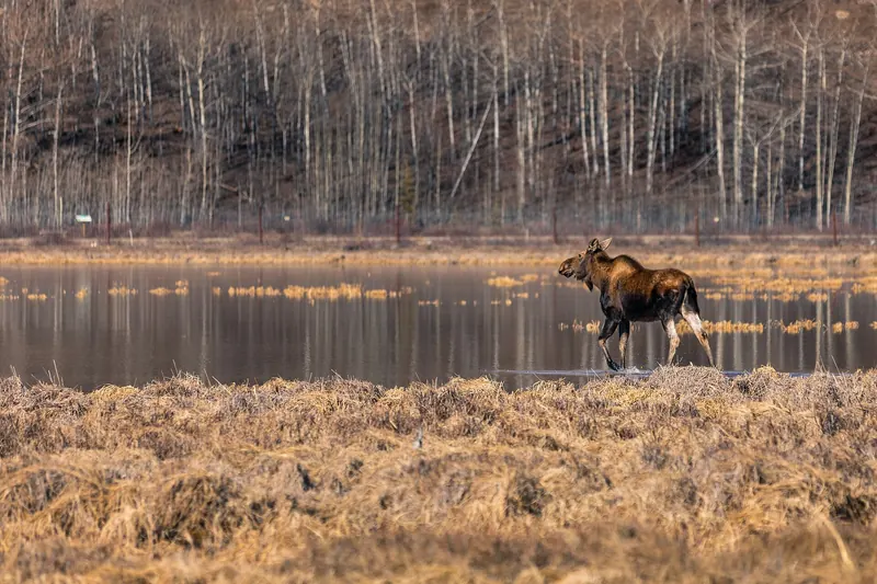 A moose in the Canadian wilderness