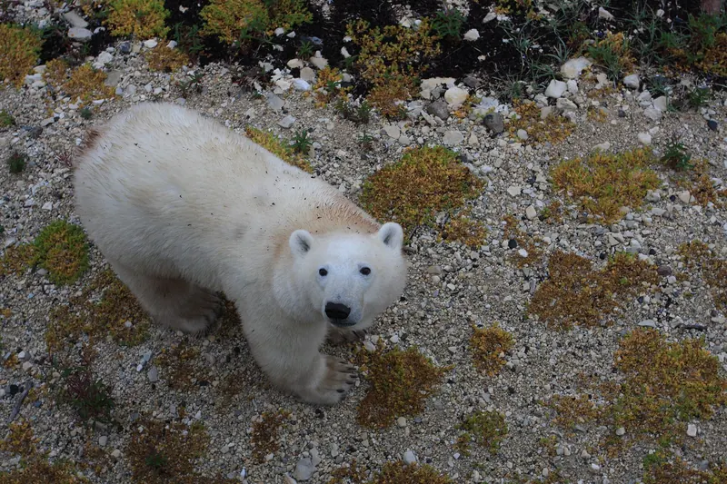A polar bear in the Churchill Wildlife Management Area
