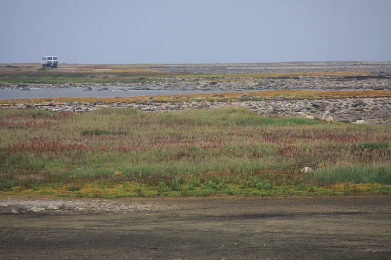 A Tundra Buggy on the tundra near Churchill