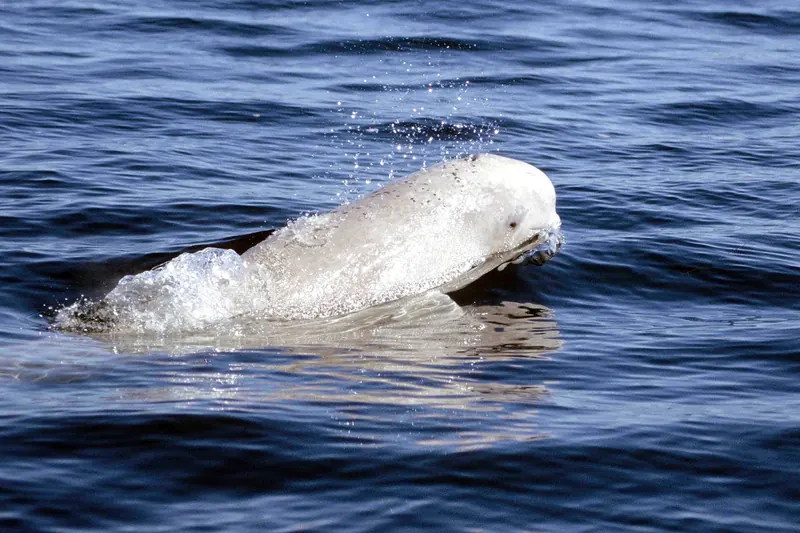 A beluga whale in the Churchill River estuary