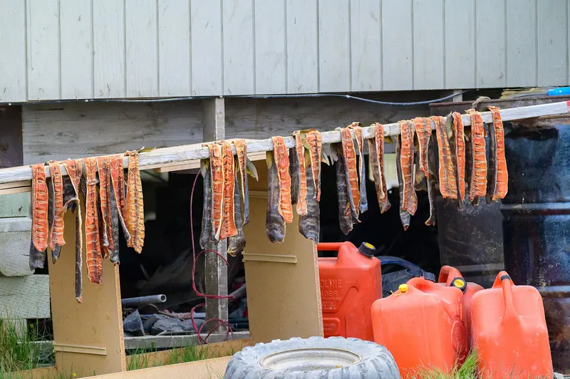 Arctic char, a fish native to Canada's far north