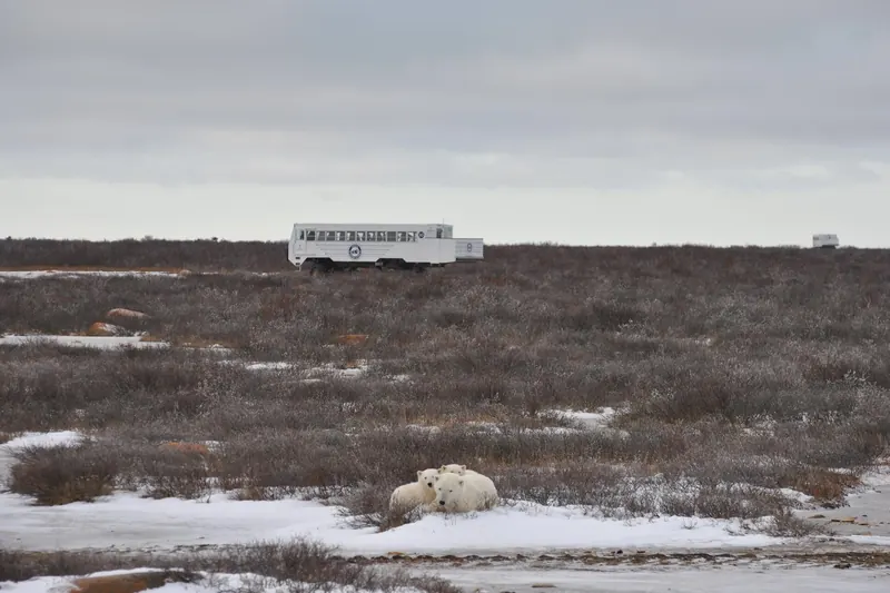 A Tundra Buggy approaching polar bears on the tundra