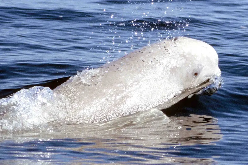 A beluga whale near the surface of the Churchill River