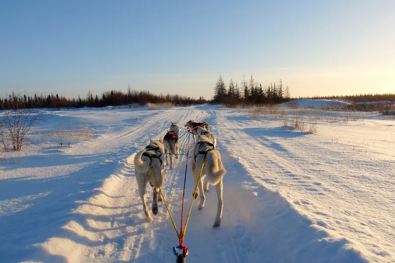 A dog sled team near Churchill, Manitoba