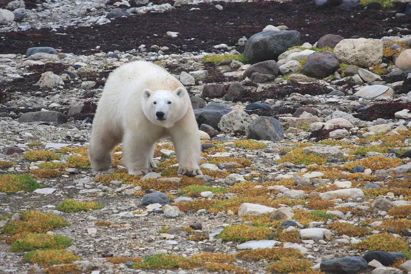 A wild polar bear on the tundra near Churchill, Manitoba