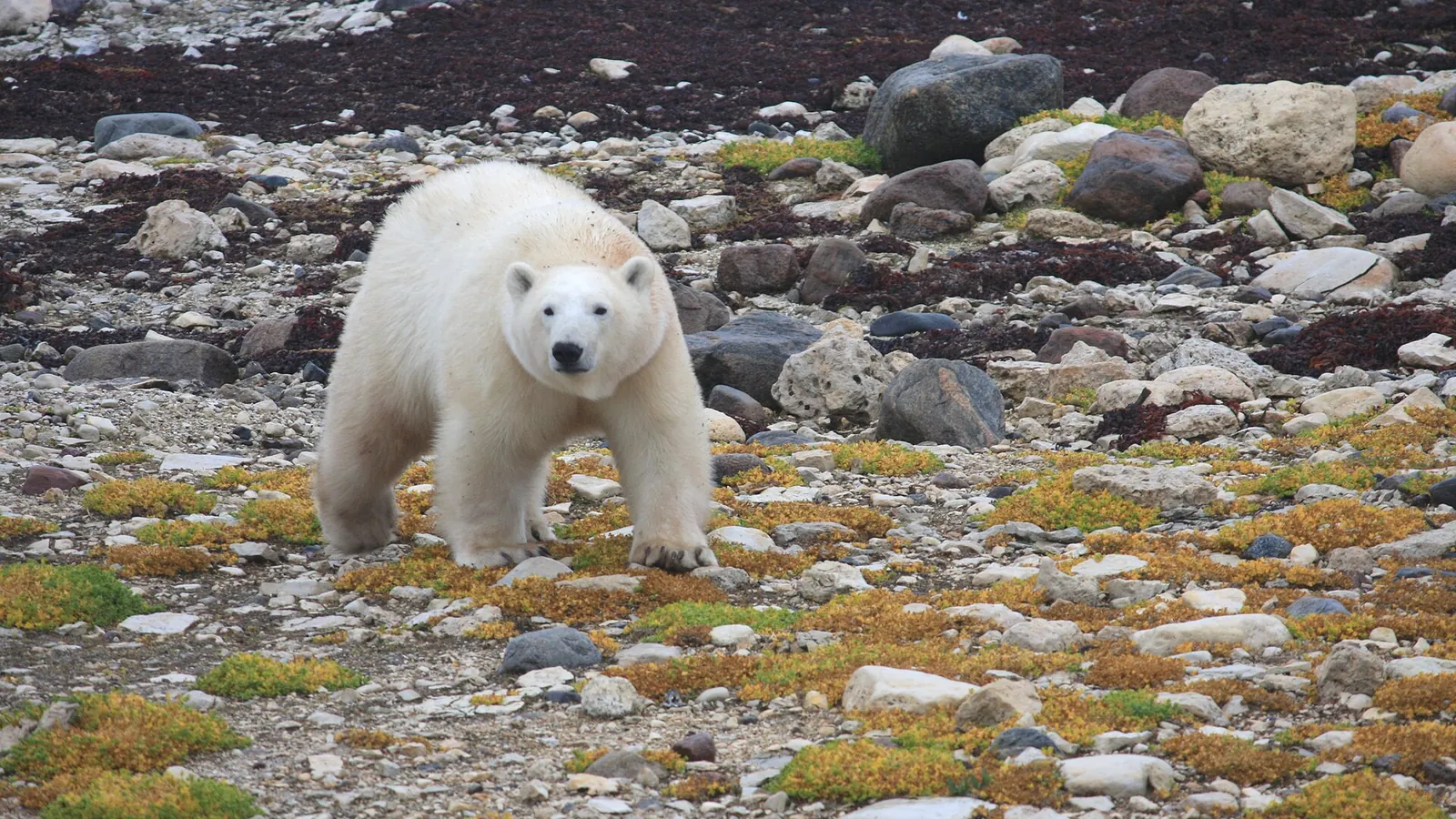 A wild polar bear on the tundra near Churchill, Manitoba
