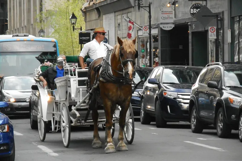 A horse-drawn carriage in Old Montreal