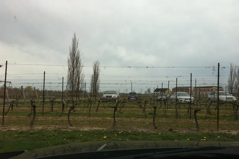 Vineyards in Niagara wine country