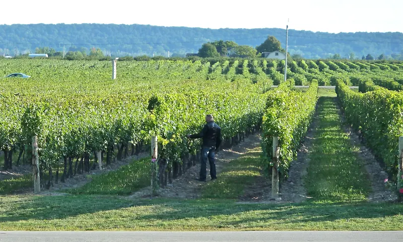 A vineyard tour in Niagara wine country