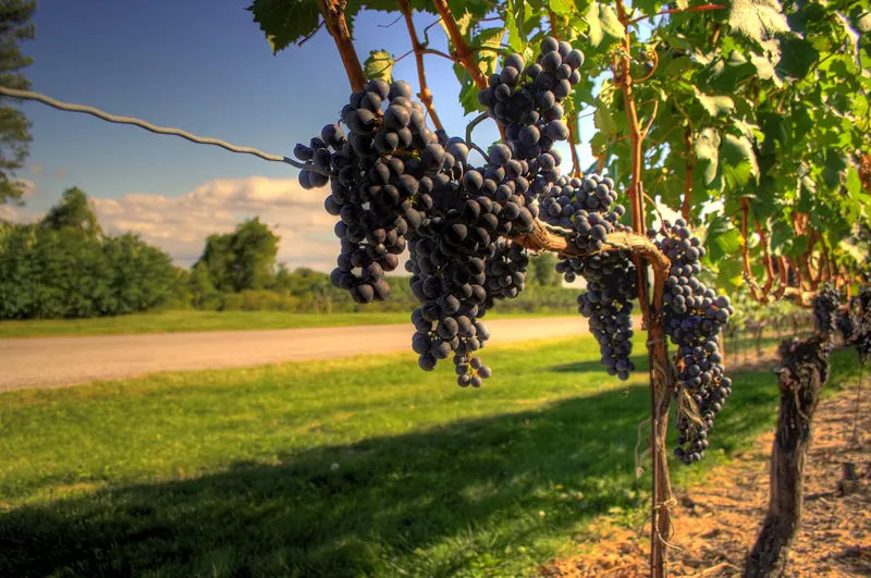 Vineyards nearing harvest in Niagara wine country