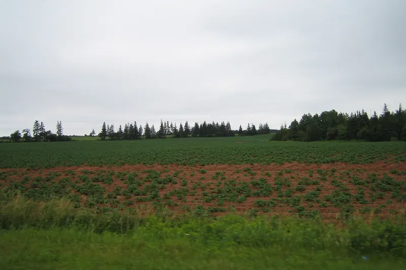 Potatoes grown in Prince Edward Island's red soil