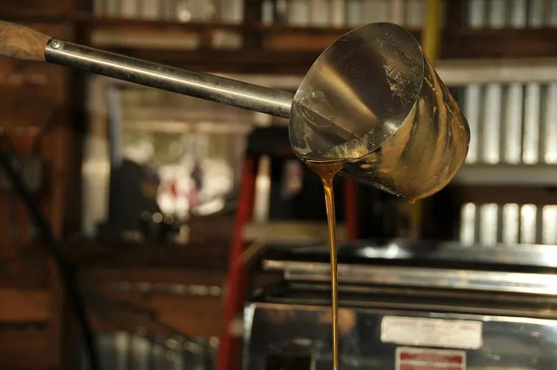 Maple sap collection, the start of Canadian maple syrup production