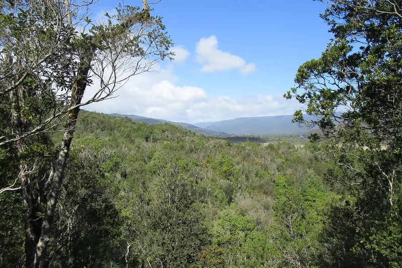 Alerce forest in Alerce Costero National Park