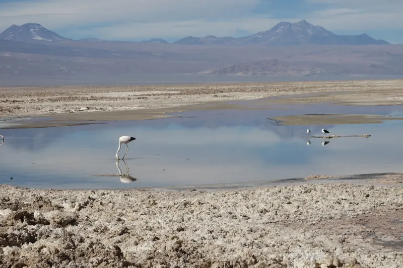 Flamingos at the Salar de Atacama