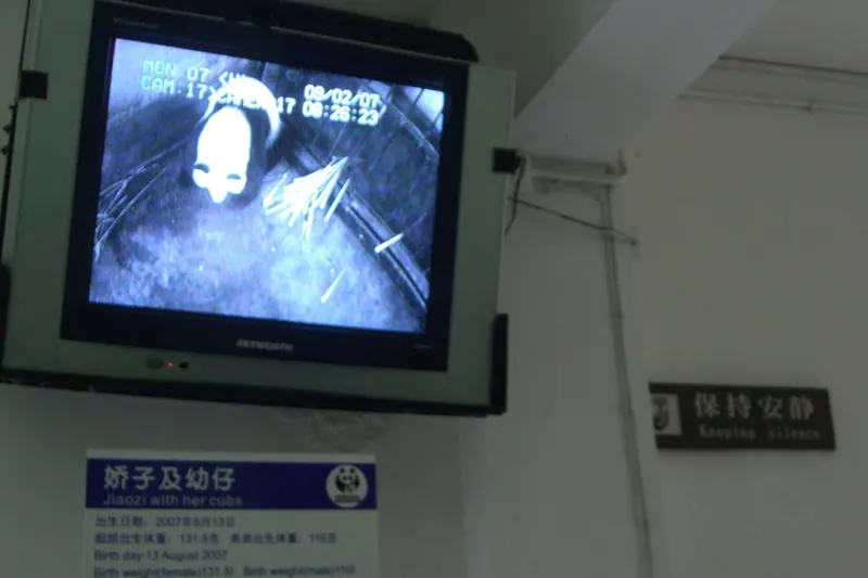 A panda and her cubs at the Chengdu panda research centre
