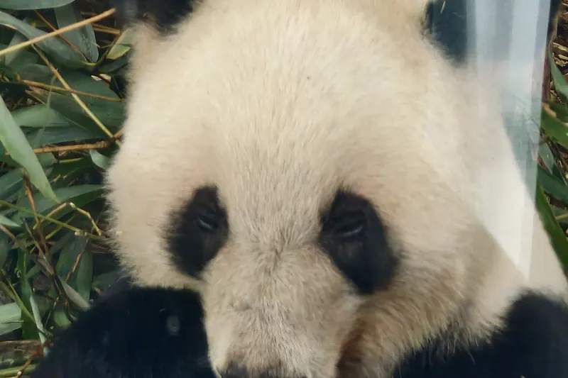 A giant panda eating bamboo at the Chengdu panda base