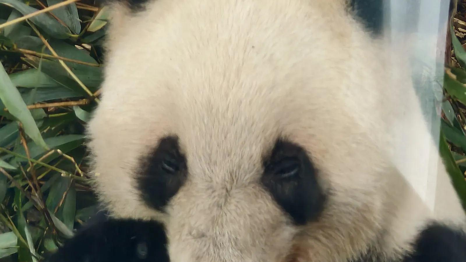 A giant panda eating bamboo at the Chengdu panda base